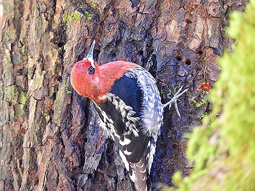 Red-Headed Sapsucker, Lucia Falls