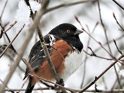 Towhee in Snow, Wildlife Botanical Garden