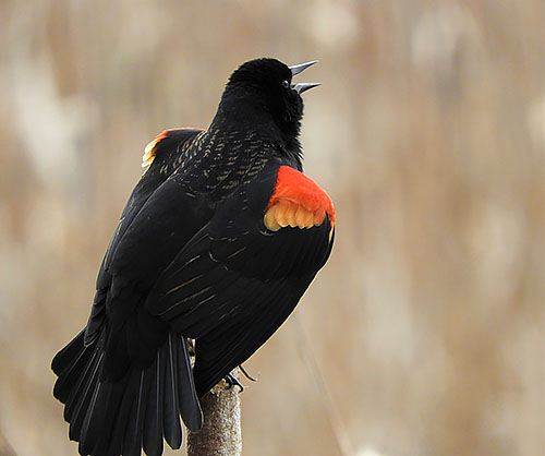 Red-Winged Blackbird, Ridgefield Wildlife Refuge