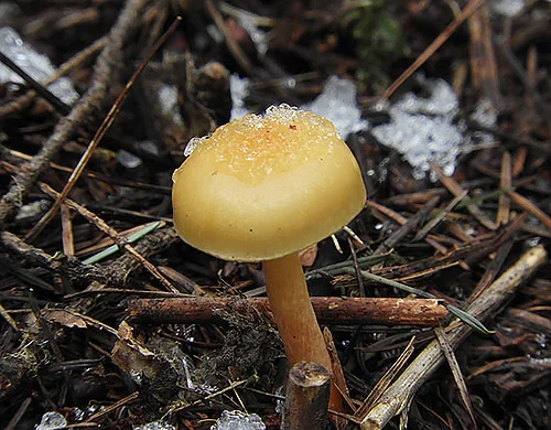 Iced Mushroom, Wildlife Botanical Woods