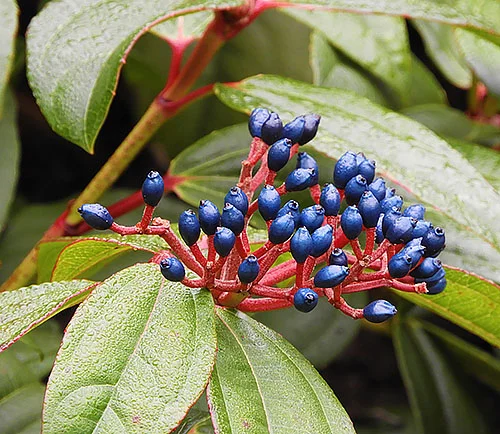 Winter Berries, Elk Rock Garden