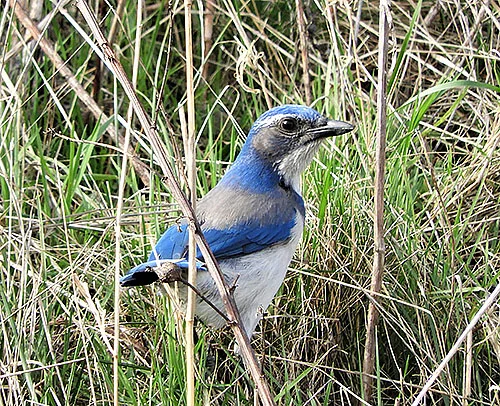 Scrub Jay, Steigerwald Wildlife Refuge