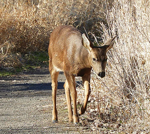Deer, Steigerwald Wildlife Refuge