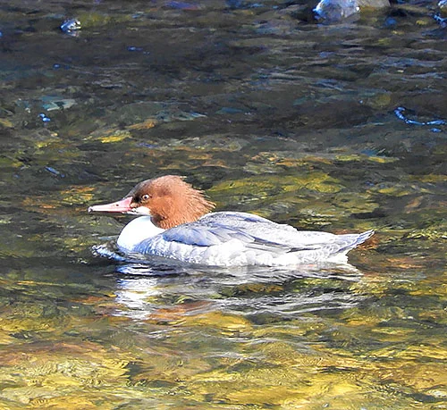 Common Merganser, Lewisville Park