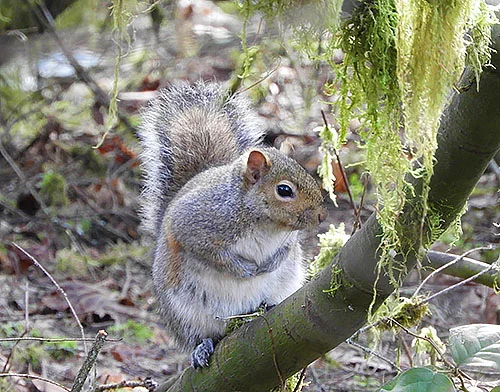 Squirrel, Lewisville Park