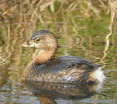 Pied-Billed Grebe, Steigerwald Wildlife Refuge