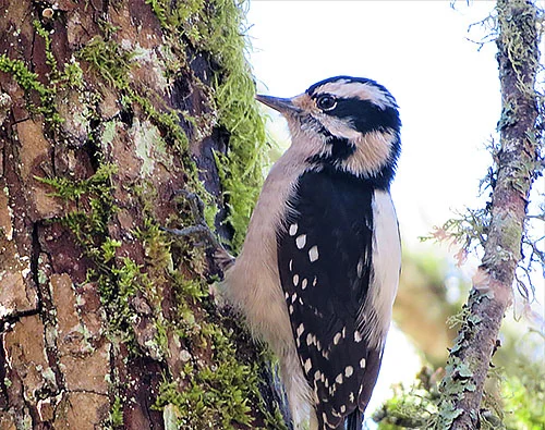 Woodpecker, Lewisville Park