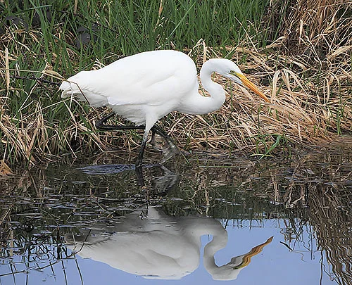 Egret, Ridgefield Wildlife Refuge