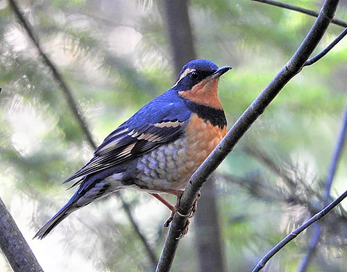 Thrush, Lucia Falls