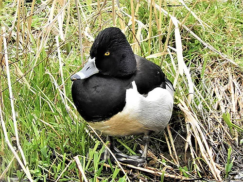 Ring-Necked Duck, Steigerwald Wildlife Refuge