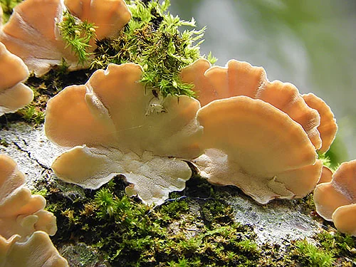 Mushrooms, Wildlife Botanical Woods