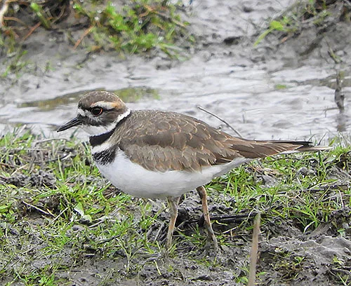 Kildeer, Ridgefield Wildlife Refuge