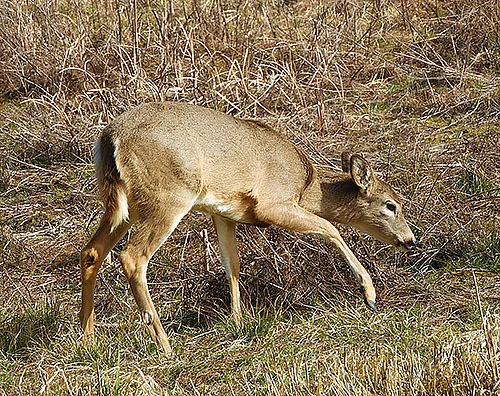 Deer, Steigerwald Wildlife Refuge