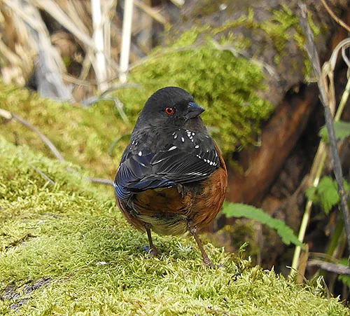 Towhee, Ridgefield Wildlife Refuge