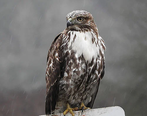 Hawk, Ridgefield Wildlife Refuge