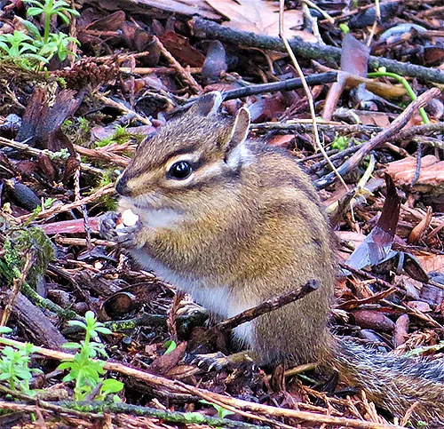 Chipmunk, Tualatin Hills Nature Park
