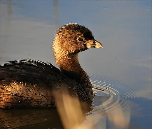 Pied-Billed Grebe, Ridgefield Wildlife Refuge