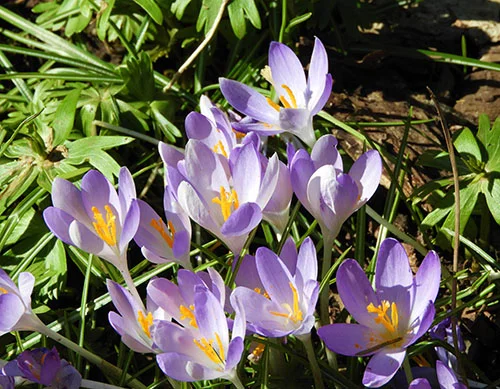 Crocus, Elk Rock Garden