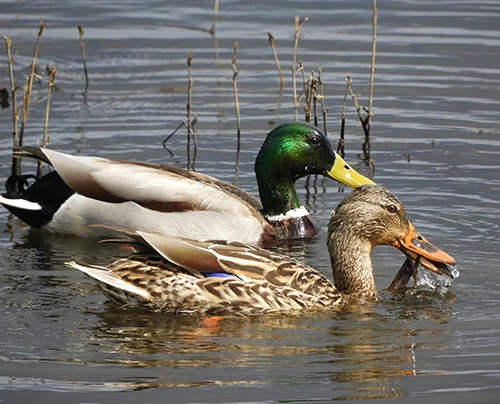 Mallards, Steigerwald Wildlife Refuge
