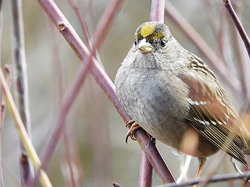 Golden-Crowned Sparrow, Wildlife Botanical Garden