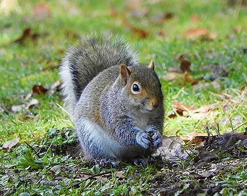 Squirrel, Lewisville Park