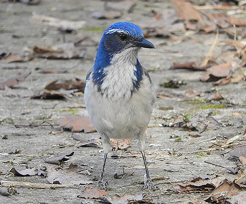 Scrub Jay, Ridgefield Wildlife Refuge