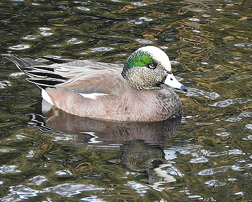 American Wigeon, Crystal Springs Rhododendron Garden