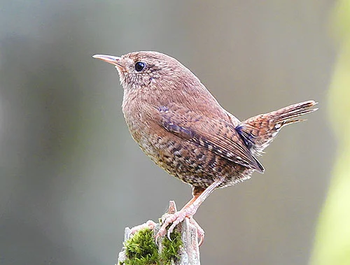 Pacific Wren, Tualatin Hills Nature Park