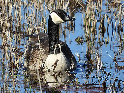 Canada Goose, Steigerwald Wildlife Refuge