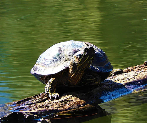 Turtle, Wildlife Botanical Woods