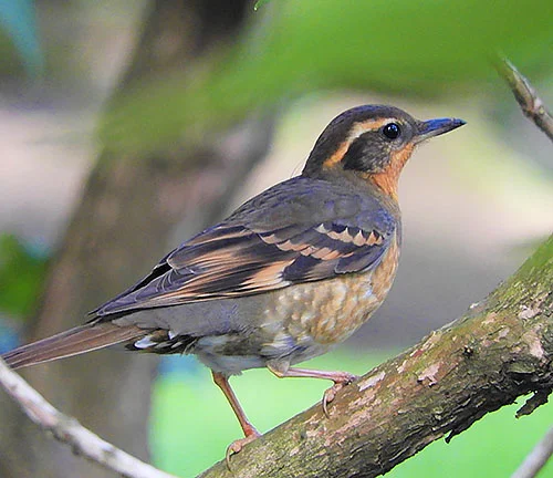 Thrush, Crystal Springs Rhododendron Garden