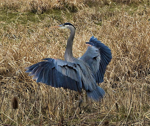 Blue Heron, Steigerwald Wildlife Refuge