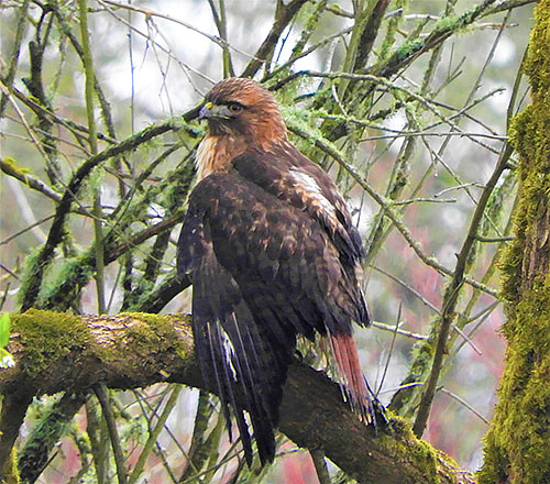 Hawk, Ridgefield Wildlife Refuge