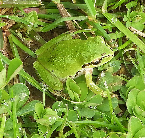Tree Frog, Ridgefield Wildlife Refuge