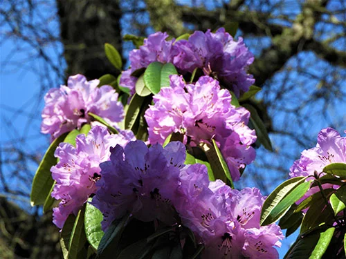 Rhododendron, Crystal Springs Rhododendron Garden