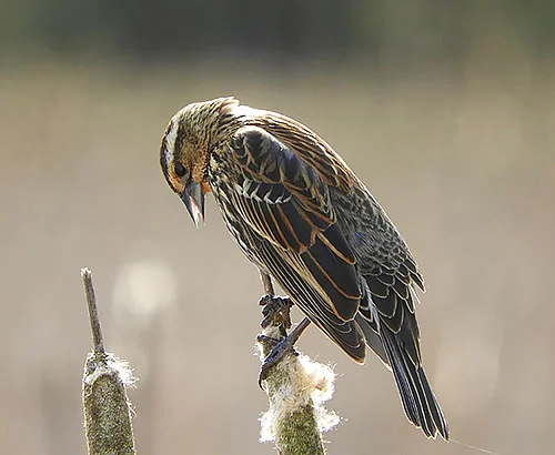 Female Red-Winged Blackbird, Ridgefield Wildlife Refuge