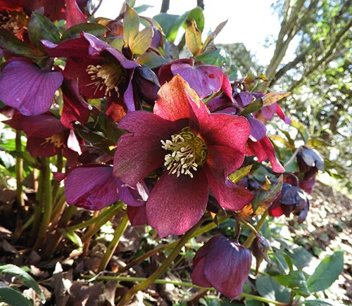 Lenten Rose, Elk Rock Garden