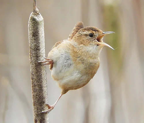Wren, Ridgefield Wildlife Refuge