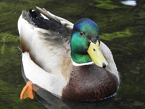 Mallard, Crystal Springs Rhododendron Garden