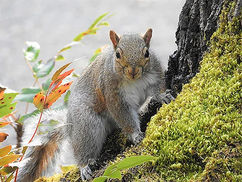Squirrel, Lewisville Park
