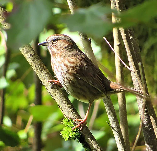 Song Sparrow, Steigerwald Wildlife Refuge
