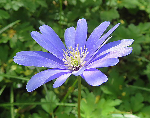 Spring Flower, Elk Rock garden