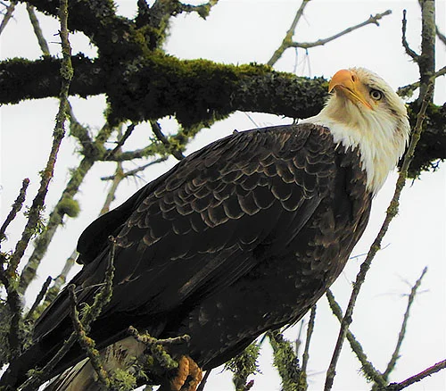 Eagle, Ridgefield Wildlife Refuge