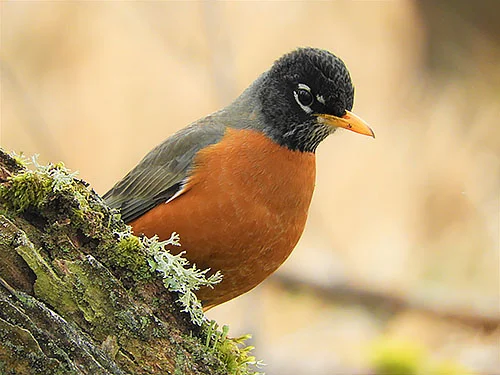 Robin, Lewisville Park