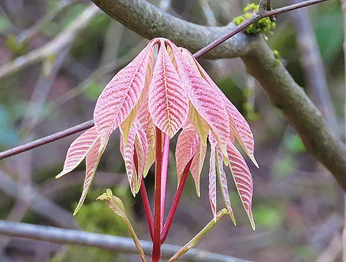 Leaves, Elk Rock Garden