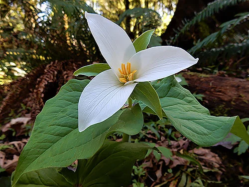 Trillium, Tryon Creek State Park