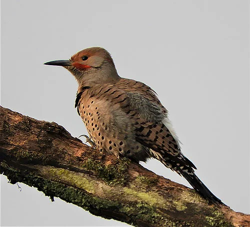 Northern Flicker, Steigerwald Wildlife Refuge