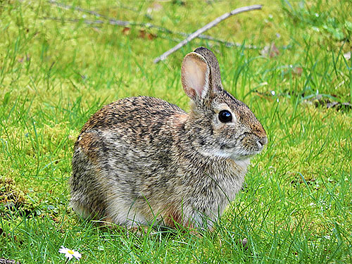 Rabbit, Lewisville Park