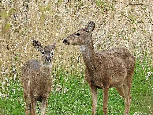 Deer, Steigerwald Wildlife Refuge