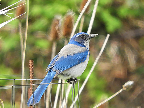 Scrub Jay, Ridgefield Wildlife Refuge